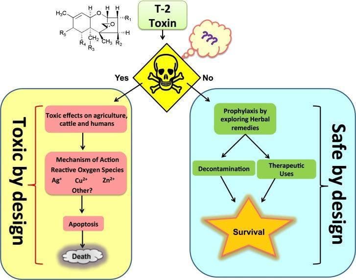 This infographic and flow chart illustrate the dual pathways of the T-2 toxin, a type A trichothecene mycotoxin, categorized into 'Toxic by design' and 'Safe by design' outcomes. At the top, the chemical structure of a tetracyclic sesquiterpenoid 12,13-epoxytrichothec-9-ene ring is shown. A central decision node, represented by a skull and crossbones, branches into two clinical scenarios. The 'Toxic by Design' pathway (left) details the progression from toxic effects on agriculture and humans to a molecular mechanism involving reactive oxygen species (ROS) mediated by metal ions (Ag+, Cu2+, Zn2+). This leads to programmed cell death (apoptosis) and systemic lethality. The 'Safe by Design' pathway (right) focuses on clinical prophylaxis and mitigation. It outlines the exploration of herbal remedies leading to decontamination protocols and potential therapeutic applications, such as toxin-based suicide gene therapies, culminating in survival. This diagram serves as an educational tool for understanding mycotoxicology, oxidative stress mechanisms, and potential public health interventions against fungal toxins.