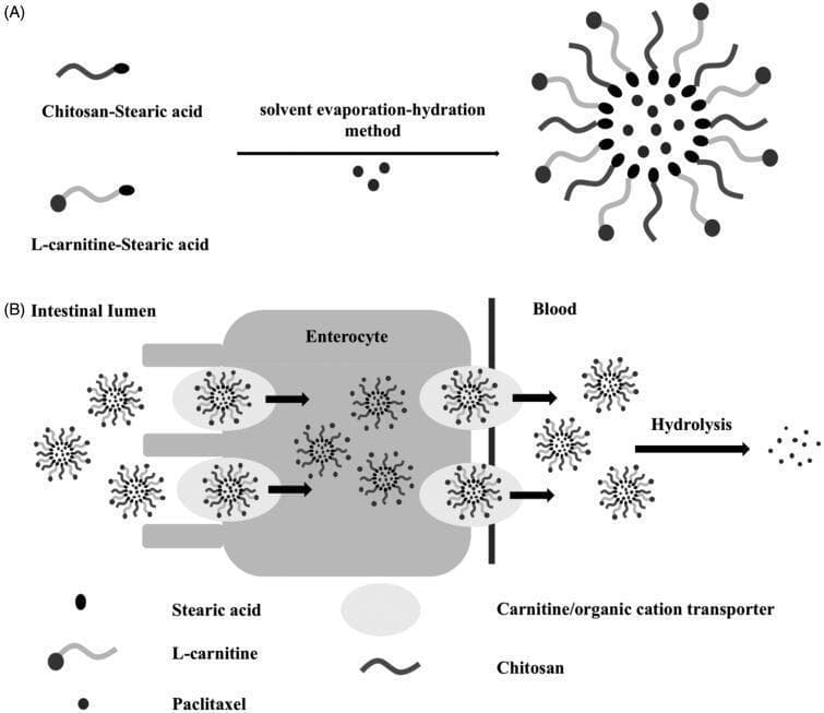A two-part schematic diagram detailing the preparation and absorption mechanism of paclitaxel-loaded polymeric micelles for oral delivery. (A) Preparation phase: Illustrates the synthesis of PTX-loaded LC-SA/CS-SA micelles using the solvent evaporation-hydration method. Individual components including Chitosan-Stearic acid (CS-SA), L-carnitine-Stearic acid (LC-SA), and paclitaxel molecules are shown self-assembling into a spherical micelle structure with a hydrophobic core and a functionalized outer shell. (B) Absorption mechanism: Depicts the intestinal transport of intact micelles from the intestinal lumen across the enterocyte membrane. The process is facilitated by carnitine/organic cation transporters (OCTN2), represented by oval docking sites on the brush border. Following transepithelial transport, the micelles enter the bloodstream where they undergo hydrolysis, releasing the encapsulated paclitaxel along with stearic acid, L-carnitine, and chitosan components. This illustration demonstrates a targeted drug delivery strategy to improve the bioavailability of lipophilic drugs like paclitaxel via the carnitine transporter pathway.
