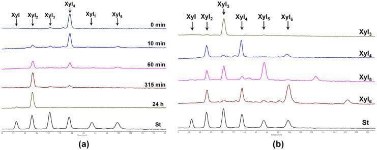 This image consists of two panels (a and b) showing High-Performance Liquid Chromatography (HPLC) chromatograms related to the enzymatic hydrolysis of xylooligosaccharides (XOs) by SlXyn30A. Panel (a) illustrates a time-course analysis of xylotetraose (Xyl4) hydrolysis over 24 hours (0 min, 10 min, 60 min, 315 min, and 24 h). The chromatograms show a progressive decrease in the Xyl4 peak intensity, coinciding with the emergence and growth of products like xylobiose (Xyl2). Panel (b) compares the hydrolysis products generated from various substrates (Xyl3, Xyl4, Xyl5, and Xyl6) after 30 minutes of reaction. Both panels include a standard (St) chromatogram for peak identification. The peaks are labeled as Xyl1 through Xyl6, representing the degree of polymerization of the xylooligosaccharides. This diagnostic data demonstrates the enzyme's xylobiohydrolase activity and transglycosylation capabilities, which are relevant in the study of glycoside hydrolases and their potential applications in human gut health through prebiotic fiber metabolism.