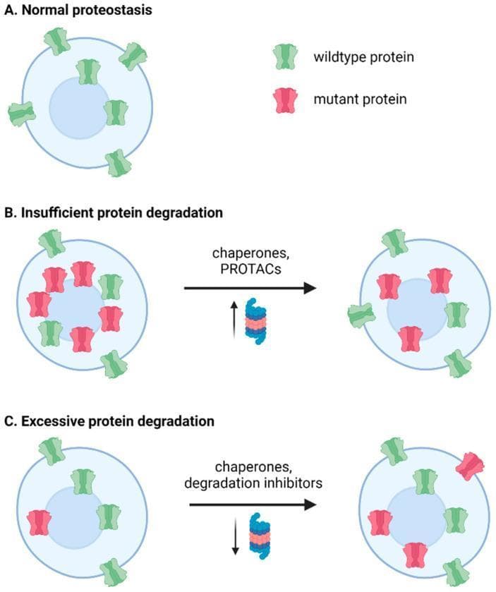 A pathophysiology diagram illustrating three cellular states of proteostasis (protein homeostasis) in the context of epilepsy and potential therapeutic interventions. (A) Normal proteostasis: Shows a healthy cell with green wildtype proteins properly trafficking to and localized on the plasma membrane. (B) Insufficient protein degradation: Depicts an accumulation of red mutant proteins within the cytoplasm, representing protein aggregation or failure of the ubiquitin-proteasome system (UPS). An arrow indicates that the addition of 'chaperones and PROTACs' (proteolysis-targeting chimeras) successfully reduces mutant protein burden and restores membrane trafficking of wildtype proteins. (C) Excessive protein degradation: Illustrates a scenario where partially functional mutant proteins are degraded too rapidly, leading to low protein density. The diagram shows that adding 'chaperones and degradation inhibitors' helps stabilize these proteins, facilitating their proper folding and trafficking to the cell surface. The illustration uses green icons for wildtype proteins and red icons for mutant proteins to demonstrate how pharmacological rescue strategies can rebalance protein expression and localization in genetic seizure disorders.