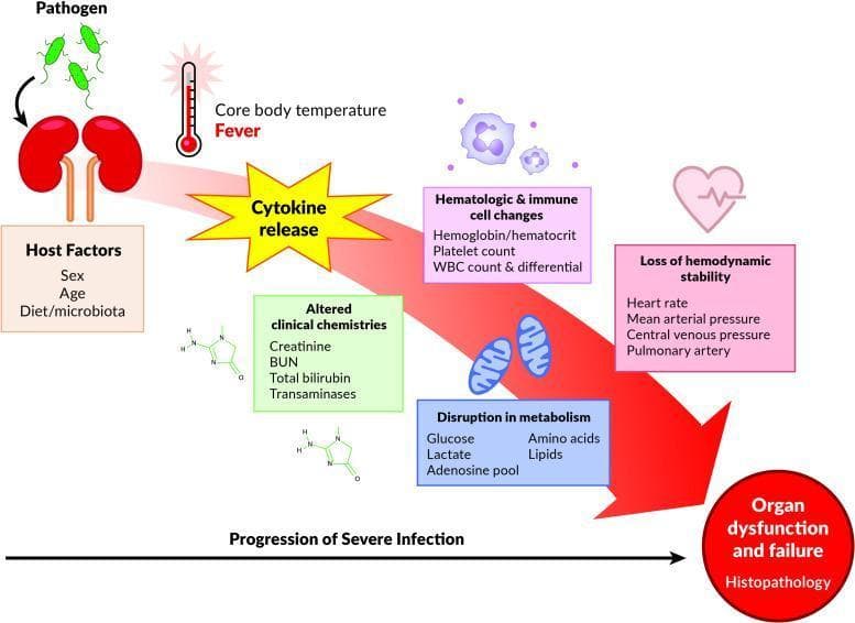 A pathophysiology diagram illustrating the temporal progression of a systemic response to severe infection (sepsis). The flow begins at the top left with a pathogen infecting a host organ (kidney illustration), influenced by host factors like sex, age, and microbiota. A large red diagonal arrow signifies the 'Progression of Severe Infection,' moving through several physiological and biochemical stages. Key milestones include: 1) Systemic inflammation (cytokine release and fever), 2) Altered clinical chemistries (elevated creatinine, BUN, bilirubin, and transaminases), 3) Hematologic and immune shifts (changes in Hgb/Hct, platelets, and WBC differential), 4) Metabolic disruption (glucose, lactate, adenosine pool, amino acids, and lipids), and 5) Loss of hemodynamic stability (abnormalities in heart rate, MAP, CVP, and pulmonary artery pressures). Icons such as a thermometer, mitochondria, and a heart with an irregular EKG waveform represent these changes. The process culminates in a final red node labeled 'Organ dysfunction and failure/Histopathology,' summarizing the natural history of sepsis from inoculation to end-organ injury.