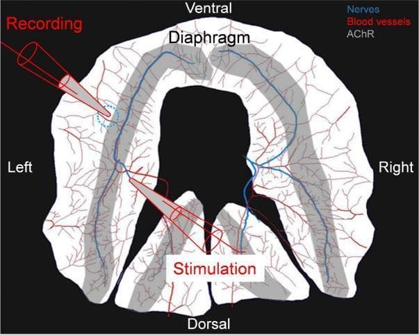 Anatomical diagram and experimental protocol for an ex vivo phrenic nerve-diaphragm muscle preparation used to record compound muscle action potentials (CMAPs). The diaphragm is depicted in a ventral-to-dorsal orientation, highlighting the left and right hemi-diaphragms. Key neurovascular structures are color-coded: nerves (blue) branch from the phrenic nerve across the muscle surface, and blood vessels (red) form an extensive microvascular network. A gray-shaded band indicates the central endplate zone, rich in acetylcholine receptors (AChR). The experimental setup illustrates the placement of a bipolar suction electrode for phrenic nerve stimulation near the dorsal entry point. A suction recording electrode is positioned in the upper left quadrant, approximately 1 mm costal to the main intramuscular nerve branch (indicated by a blue dotted circle), to capture EMG activity. This model is utilized to study neuromuscular junction reliability and motor output in neurodegenerative contexts, such as SOD1-G93A mouse models of ALS.