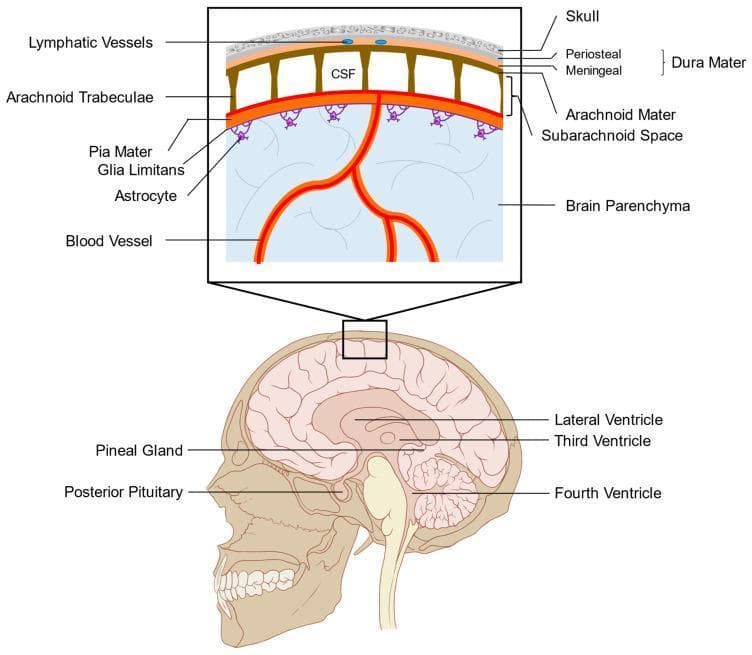 This medical anatomical diagram illustrates the layers of the human meninges and the organization of the subarachnoid space. The lower panel displays a sagittal view of the head, identifying internal structures such as the lateral, third, and fourth ventricles, alongside circumventricular organs including the pineal gland and posterior pituitary. The upper panel provides a high-magnification cross-sectional view of the cranial protective layers. From superficial to deep, it depicts the skull, the dura mater (consisting of periosteal and meningeal layers containing lymphatic vessels), the arachnoid mater, and the subarachnoid space filled with cerebrospinal fluid (CSF). The arachnoid trabeculae are shown spanning the subarachnoid space to connect with the pia mater. Below the pia mater, the glia limitans is illustrated, formed by astrocytic foot processes that interface with the underlying brain parenchyma and cortical blood vessels. This diagram is designed to explain leptomeningeal anatomy and the fluid dynamics between the ventricular system, subarachnoid space, and the blood-brain barrier interface.