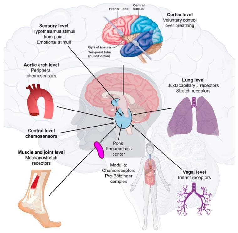 This medical illustration details the neuroanatomical and physiological pathways regulating human respiration. The central focus is a sagittal view of the brainstem, highlighting the Pons (Pneumotaxic center) and Medulla Oblongata (Chemoreceptors and Pre-Bötzinger complex) as the primary integration hubs for breathing rhythm. The diagram maps multiple afferent inputs to these centers: the Cortex level (frontal lobe) for voluntary control; the Sensory level (hypothalamus) processing pain and emotional stimuli; and central chemosensors. Peripheral inputs are illustrated at several anatomical levels: the Aortic arch (peripheral chemosensors), Lung level (Juxtacapillary J receptors and stretch receptors), Muscle/joint level (mechanostretch receptors), and Vagal level (irritant receptors). An anatomical overlay shows the cerebral cortex with labels for the frontal lobe, central sulcus, and gyri of the insula. The illustration summarizes how multifaceted physiological parameters, including blood pH, CO2, O2, lung volume, and physical movement, are processed by the autonomic nervous system to control respiratory rate and depth.