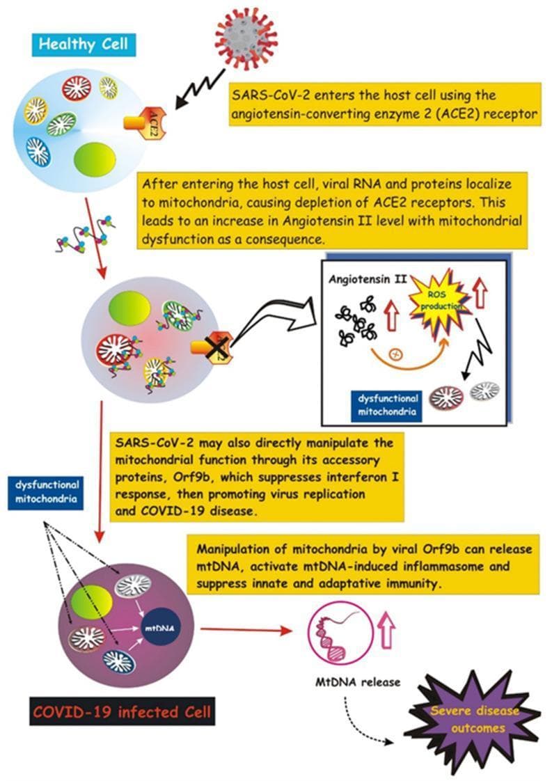 A pathophysiology diagram illustrating the involvement of mitochondria in COVID-19 pathogenesis. The schematic compares a 'Healthy Cell' to a 'COVID-19 Infected Cell' through a sequential signaling pathway. (1) Entry: SARS-CoV-2 virions bind to the surface ACE2 receptor to enter the host cell. (2) Early Infection: Viral RNA and proteins localize to mitochondria, causing ACE2 receptor depletion and elevated Angiotensin II levels. (3) Mechanism: This elevation triggers mitochondrial dysfunction and Reactive Oxygen Species (ROS) production, shown within a detailed box featuring 'dysfunctional mitochondria'. (4) Progression: The viral accessory protein Orf9b directly manipulates mitochondrial function, suppressing the interferon I response and promoting viral replication. (5) Outcome: Mitochondrial manipulation results in the release of mitochondrial DNA (mtDNA), which activates the inflammasome and suppresses innate and adaptive immunity, ultimately leading to 'Severe disease outcomes'. The visual differentiates the healthy state (clear internal organelles) from the infected state (darkened cytoplasm, structural mitochondrial damage, and molecular release).