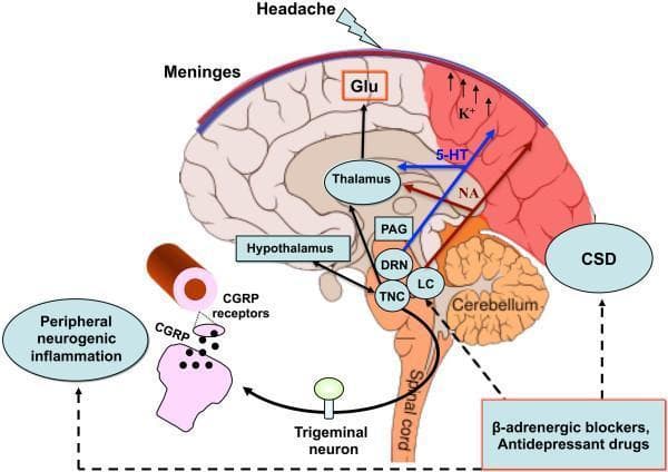 This pathophysiology diagram illustrates the neurobiological mechanisms of migraine with aura, focusing on Cortical Spreading Depression (CSD) and trigeminovascular activation. A sagittal view of the human brain highlights the cortex, thalamus, hypothalamus, cerebellum, and brainstem. In the posterior cortex, CSD is represented by a red-shaded area characterized by increased extracellular potassium (K+) and excitatory glutamate (Glu). The diagram traces neurochemical signaling pathways, including serotonin (5-HT) from the Dorsal Raphe Nucleus (DRN) and norepinephrine (NA) from the Locus Coeruleus (LC) projecting to the cortex. Pain processing involves the Trigeminal Nucleus Caudalis (TNC), Periaqueductal Gray (PAG), and thalamus. The 'Headache' phase is linked to meningeal stimulation and peripheral neurogenic inflammation, shown via a detailed inset of a trigeminal neuron releasing Calcitonin Gene-Related Peptide (CGRP) onto vascular receptors. Pharmacological modulation is indicated at the bottom, showing where beta-blockers and antidepressants interfere with CSD and trigeminal hypersensitivity. This visual resource is designed for advanced medical education regarding the pathogenesis of primary headache disorders.