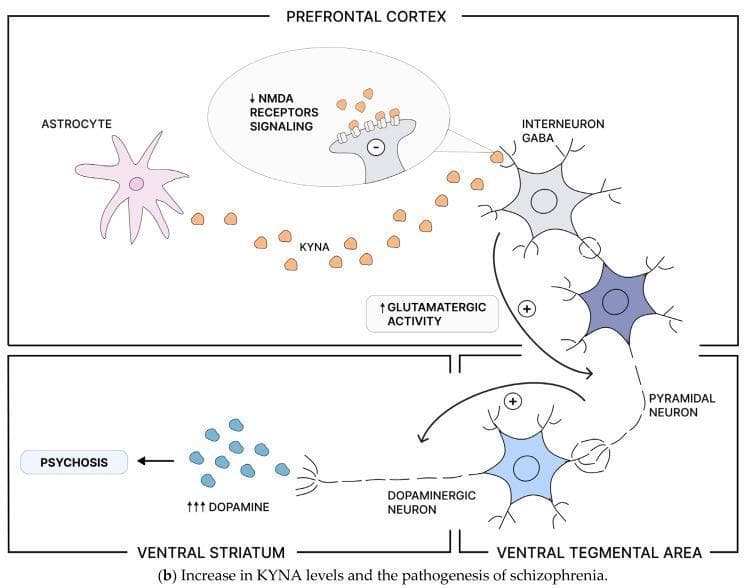 This pathophysiology diagram illustrates the neurobiological mechanism linking increased kynurenic acid (KYNA) levels to the pathogenesis of schizophrenia and psychosis across specific brain regions. In the Prefrontal Cortex (PFC), an astrocyte is shown producing KYNA, which acts as an antagonist at N-methyl-D-aspartate (NMDA) receptors. This interaction results in decreased NMDA receptor signaling on GABAergic interneurons. The subsequent reduction in inhibitory GABAergic output leads to disinhibition and increased glutamatergic activity of cortical pyramidal neurons (indicated by a '+' sign). This pyramidal neuron projects to the Ventral Tegmental Area (VTA), where it provides excitatory stimulation to dopaminergic neurons. This activation of the mesolimbic pathway causes excessive dopamine release in the Ventral Striatum (indicated by '↑↑↑ DOPAMINE'). The final outcome of this increased dopaminergic signaling is labeled as 'PSYCHOSIS'. The diagram highlights the complex interaction between the kynurenine pathway, glutamatergic signaling, and dopaminergic neurotransmission in psychiatric disorders.