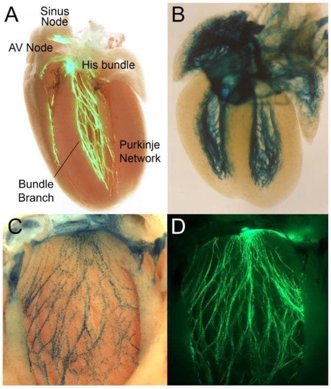 This composite of four panels visualizes the cardiac conduction system (CCS) in murine models using fluorescent and enzymatic reporters. Panel A shows a Contactin2-eGFP reporter heart where the CCS is highlighted in bright green fluorescence against a pinkish-tan myocardial background. Key labeled landmarks include the sinus node at the superior right atrium, the atrioventricular (AV) node, the penetrating His bundle, the left and right bundle branches along the interventricular septum, and the distal Purkinje network branching into the ventricular walls. Panels B and C demonstrate LacZ-reporter expression (blue stain) in embryonic (E17.5) and adult hearts. Panel B highlights the broad distribution of the conduction system in the developing heart, while Panel C provides a higher-magnification view of Etv1-nuclear LacZ expression, delineating the fine, arborized network of the ventricular conduction system. Panel D shows a corresponding fluorescent view of the dense, subendocardial Purkinje fiber network in the left ventricle. These images serve as an educational anatomical reference for the components and physiological pathways of cardiac electrical impulse generation and propagation.