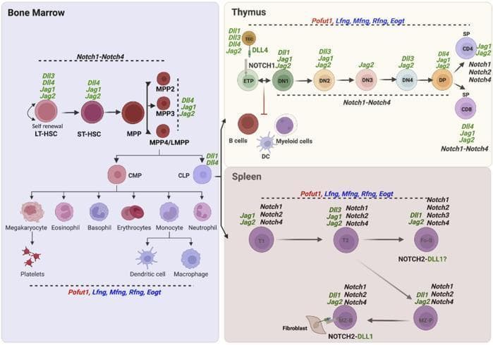 This medical educational diagram illustrates the hematopoietic cell development pathways across three primary compartments: bone marrow, thymus, and spleen, specifically focusing on the expression of Notch receptors, ligands, and glycosyltransferases. In the Bone Marrow, the lineage progresses from Long-Term Hematopoietic Stem Cells (LT-HSC) through Multipotent Progenitors (MPP) to Common Myeloid Progenitors (CMP) and Common Lymphoid Progenitors (CLP), giving rise to various blood cells like megakaryocytes and erythrocytes. The Thymus section depicts T-cell maturation from Early Thymic Progenitors (ETP) through Double-Negative (DN1-4) and Double-Positive (DP) stages to CD4+ and CD8+ Single-Positive (SP) cells. The Spleen section details B-cell differentiation from transitional stages (T1, T2) to Follicular (Fo-B) and Marginal Zone (MZ-B) B cells. Throughout these pathways, the diagram maps the specific involvement of Notch1-4 receptors and ligands (Dll1, Dll3, Dll4, Jag1, Jag2), alongside key O-glycan glycosyltransferases like Pofut1, Lfng, Mfng, Rfng, and Eogt, highlighting their regulatory roles in lymphopoiesis and myelopoiesis.