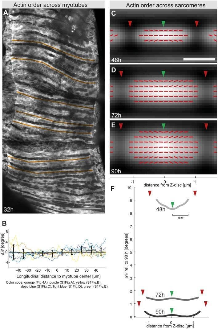 This figure presents a study of myofibrillogenesis and sarcomere maturation using polarization-resolved fluorescence microscopy. Panel A shows a clinical-style micrograph of flight muscle at 32 hours After Puparium Formation (APF) stained for actin (rhodamine-Alexa488), illustrating the transition from a loose actin meshwork to immature myofibrils. Overlaid orange lines indicate scanning paths for measuring molecular order. Panel B provides the corresponding longitudinal profile of molecular actin order across the myotube. Panels C, D, and E are grey maps showing the actin intensity of averaged sarcomeres at 48h, 72h, and 90h APF. These panels use green arrowheads to mark Z-discs and red arrowheads for M-lines, with overlaid red sticks representing the local actin orientation angle (ρ), amplified for visibility. Panel F summarizes these findings in a graph showing molecular actin order profiles along the sarcomere length at different developmental stages, highlighting the progressive increase in structural organization and molecular order at the Z-disc and M-line as the sarcomere matures.