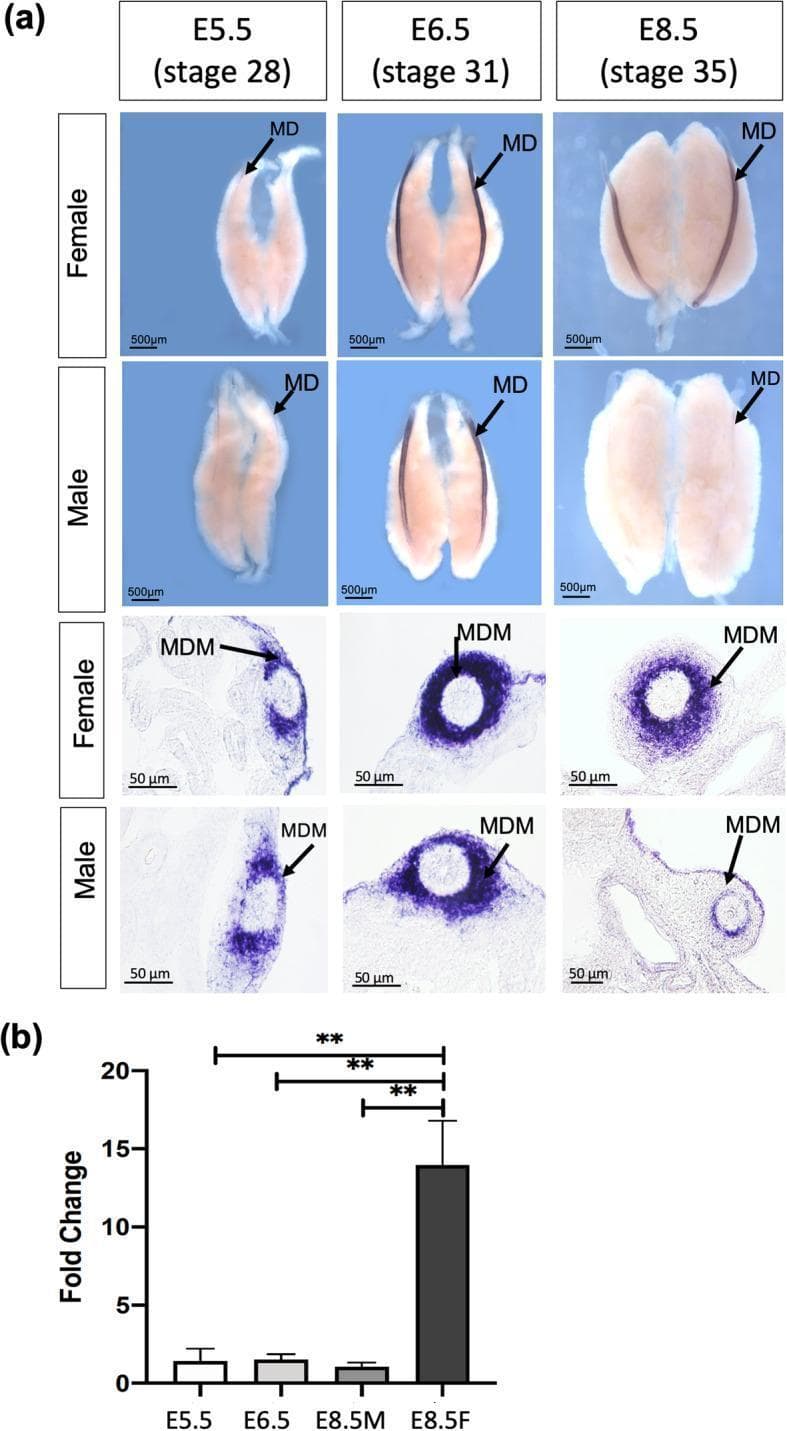 Educational panel illustrating the expression profile of FOXE1 mRNA during avian Müllerian duct development. Section (a) contains whole-mount in situ hybridization (WISH) and transverse histological sections across three developmental stages: E5.5 (stage 28), E6.5 (stage 31), and E8.5 (stage 35) in both sexes. WISH images demonstrate the progressive elongation of the Müllerian duct (MD) along the mesonephros. Histological sections reveal specific localization of FOXE1 mRNA within the Müllerian duct mesenchyme (MDM), with a notable absence in the Müllerian duct epithelium (MDE). A sexually dimorphic pattern emerges at E8.5, where female ducts maintain strong expression while male ducts show significant downregulation, corresponding to the onset of male duct regression. Section (b) provides quantitative RT-PCR data, displaying a bar chart of fold change in FOXE1 mRNA levels. The graph confirms a statistically significant increase in FOXE1 expression in female ducts at E8.5 compared to earlier stages and male counterparts (** p < 0.01). This content serves as a model for reproductive system development and the molecular regulation of sexually dimorphic organogenesis.