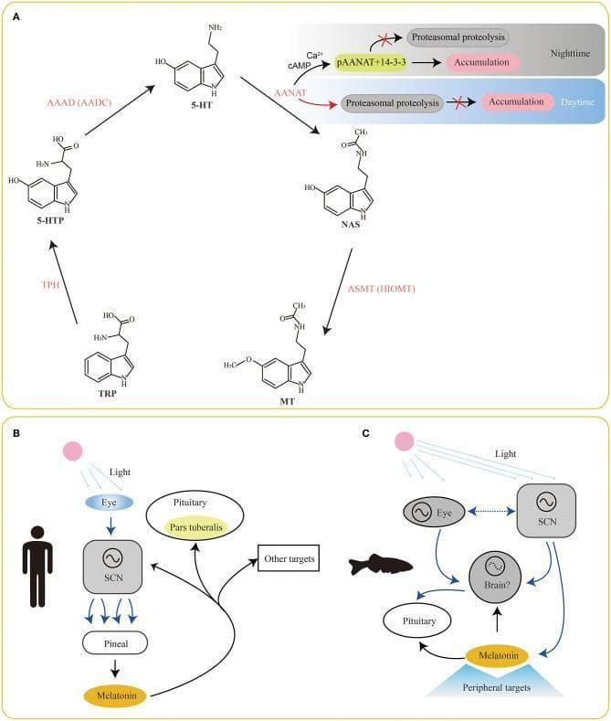 Educational diagram illustrating the biochemical and physiological pathways of melatonin in vertebrates. Panel A displays the enzymatic biosynthesis pathway: Tryptophan (TRP) is hydroxylated by Tryptophan Hydroxylase (TPH) to 5-Hydroxytryptophan (5-HTP), converted to Serotonin (5-HT) by Aromatic L-Amino Acid Decarboxylase (AAAD/AADC), then to N-Acetylserotonin (NAS) by Aralkylamine N-Acetyltransferase (AANAT), and finally to Melatonin (MT) by Acetylserotonin O-Methyltransferase (ASMT/HIOMT). It also highlights circadian regulation of AANAT via phosphorylation (pAANAT) and 14-3-3 protein binding, which protects the enzyme from proteasomal proteolysis during nighttime. Panel B shows the human/mammalian circadian system: light perceived by the eye signals the suprachiasmatic nucleus (SCN), which regulates the pineal gland's melatonin secretion, subsequently affecting the pituitary (pars tuberalis) and other targets. Panel C contrasts this with the fish circadian system, featuring direct photoreception by the pineal organ and complex signaling between the eye, SCN, brain, and pituitary. This resource is designed for physiology and endocrinology students to understand neurohormonal regulation and comparative anatomy.