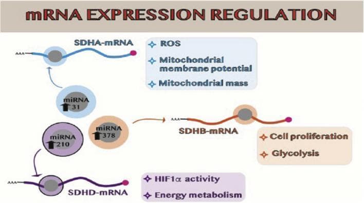 This pathophysiology diagram illustrates the post-transcriptional regulation of succinate dehydrogenase (SDH) subunits by specific microRNAs (miRNAs) in the context of cellular metabolism and cancer. The schematic identifies three primary regulatory axes: 1) miRNA-31 targets SDHA-mRNA, influencing reactive oxygen species (ROS) production, mitochondrial membrane potential, and mitochondrial mass. 2) miRNA-378 targets SDHB-mRNA, promoting cell proliferation and a metabolic shift toward glycolysis. 3) miRNA-210 inhibits SDHD-mRNA, leading to alterations in HIF1̧ activity and overall energy metabolism. Each mRNA is depicted with characteristic structural features including a 5' cap and a poly-A (AAA) tail. Upward-pointing arrows within the miRNA circles indicate overexpression, a common clinical finding in certain malignancies or post-radiation states. The diagram highlights how miRNA-mediated silencing of the SDH complex components disrupts the tricarboxylic acid (TCA) cycle and electron transport chain, contributing to metabolic reprogramming and tumor progression.