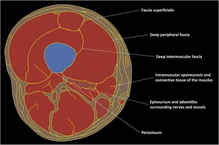 This medical schematic illustrates a transverse cross-section of the human thigh, focusing on the concentric and compartmental organization of the fascial system. Centrally, the femur is depicted in blue, outlined by the periosteum. Moving peripherally, the muscular tissue (red) is organized into functional compartments separated by the deep intermuscular fascia. Within the muscle bodies, the diagram identifies the intramuscular aponeurosis and connective tissue. Enveloping the entire muscular mass is the deep peripheral fascia, which serves as the interface between the deep musculature and the hypodermis. The outermost fascial layer shown is the fascia superficialis, located within the subcutaneous tissue. Between these fascial layers, the diagram highlights neurovascular bundles encapsulated by epineurium and adventitia. This illustration serves as an educational tool for understanding musculoskeletal anatomy, specifically the relationship between connective tissue layers, muscle compartments, and neurovascular pathways essential for diagnostic imaging and surgical planning.