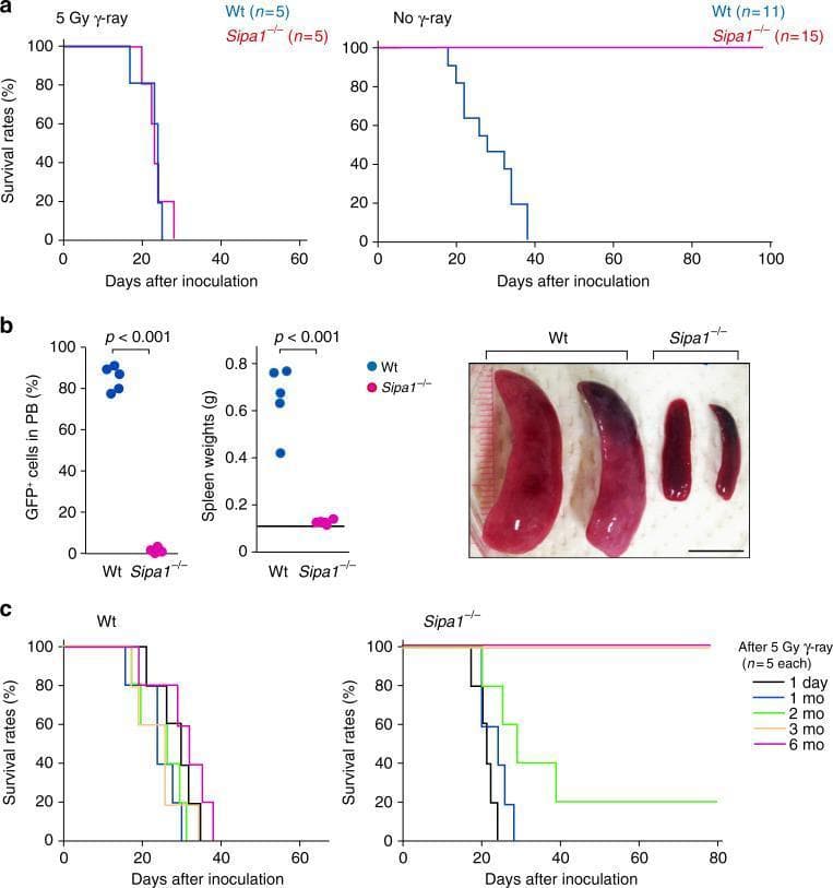 This composite figure presents research data on Chronic Myeloid Leukemia (CML) development in wild-type (Wt) and Sipa1 knockout (Sipa1-/-) mice following Bcr-Abl+ hematopoietic progenitor cell (HPC) injection. Panel (a) displays Kaplan-Meier survival curves showing that Sipa1-/- mice are completely resistant to CML in unirradiated conditions (100% survival), while gamma-irradiation abolishes this resistance. Panel (b) provides quantitative and visual evidence of disease progression: Wt mice exhibit massive splenomegaly (spleen weights 0.4-0.8g) and high peripheral blood GFP+ leukemic cell proportions (~80-90%), whereas Sipa1-/- mice maintain normal spleen weights (~0.1g) and negligible circulating leukemic cells. Clinical photographs show the striking morphological difference between the enlarged, dark-red spleens of Wt mice and the normal-sized spleens of Sipa1-/- mice. Panel (c) shows survival curves based on varying intervals after irradiation, indicating that the host resistance in Sipa1-/- mice is radiosensitive and requires several months to recover. This content illustrates the role of the host microenvironment and Sipa1 in leukemia progression and immune-mediated rejection.
