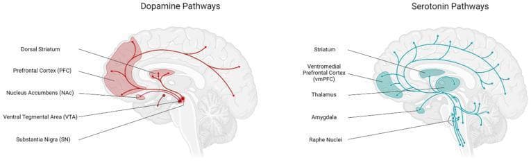 This medical illustration presents two sagittal sections of the human brain, side-by-side, detailing the central dopamine and serotonin neurotransmitter pathways involved in food intake regulation. The left panel depicts the Dopamine Pathways in red, showing projections originating from the Ventral Tegmental Area (VTA) and Substantia Nigra (SN) in the midbrain. Key innervated regions highlighted include the Dorsal Striatum, Nucleus Accumbens (NAc), and the Prefrontal Cortex (PFC), representing the mesolimbic and mesocortical reward circuits. The right panel illustrates the Serotonin Pathways in blue, originating from the Raphe Nuclei in the brainstem. This pathway shows a broader distribution, with projections reaching the Striatum, Thalamus, Amygdala, and the Ventromedial Prefrontal Cortex (vmPFC). Arrows indicate the directional flow of neural signaling. Both diagrams highlight the anatomical overlap in the striatum and prefrontal regions, emphasizing their integrated role in homeostatic and hedonic appetite control.