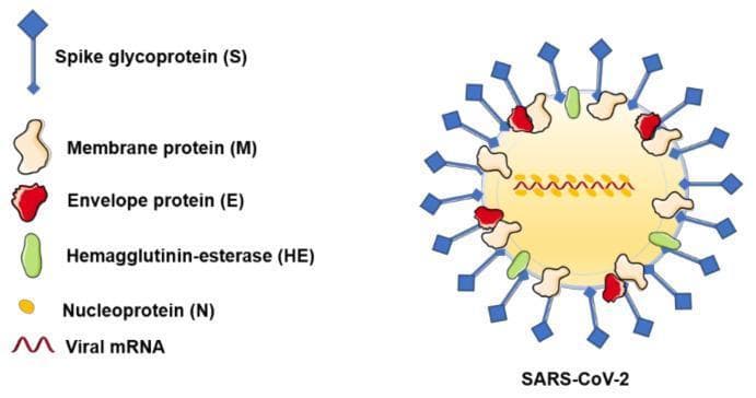 This medical illustration depicts the structural anatomy of a SARS-CoV-2 virion. The diagram shows a spherical viral particle with its major structural components identified by a color-coded legend. The external surface is dominated by blue, diamond-headed spike glycoproteins (S), which are distributed around the viral envelope and are responsible for host cell entry. Interspersed among the spikes are tan membrane proteins (M), which maintain viral shape; red envelope proteins (E), involved in assembly and release; and green hemagglutinin-esterase (HE) proteins. Internally, the yellow viral core contains a central line of yellow bead-like nucleoproteins (N) associated with a red wavy line representing the viral mRNA genome. This educational diagram is designed for virology and infectious disease studies, illustrating the key structural targets for antiviral therapies and vaccines, such as the S protein. It clearly differentiates between the superficial glycoproteins and the internal nucleocapsid structure.