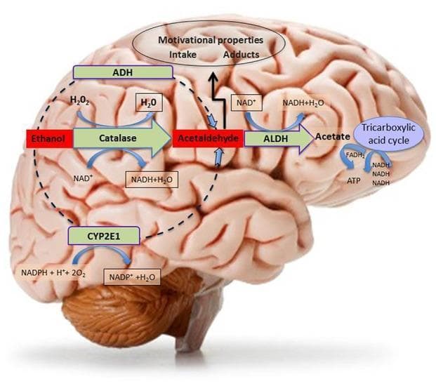 This medical illustration presents a pathophysiology diagram of the central metabolism of ethanol superimposed on a lateral view of the human brain. The diagram outlines three primary oxidative pathways for the conversion of ethanol to acetaldehyde within the CNS: 1) the Catalase pathway, requiring H2O2 and NAD+ co-factors; 2) the CYP2E1 (Cytochrome P450 2E1) pathway, involving NADPH and oxygen; and 3) the Alcohol Dehydrogenase (ADH) pathway. Acetaldehyde is subsequently metabolized into acetate by the enzyme Aldehyde Dehydrogenase (ALDH), a reaction coupled with the conversion of NAD+ to NADH. The resulting acetate enters the Tricarboxylic Acid (TCA) cycle to generate energy (ATP, NADH, FADH2). Additionally, the diagram illustrates the clinical significance of brain-generated acetaldehyde, indicating its role in motivational properties, ethanol intake, and the formation of adducts. This educational resource is designed to explain the biochemical basis of alcohol addiction and neurotoxicity, highlighting the regional metabolic processes that occur within brain tissue.
