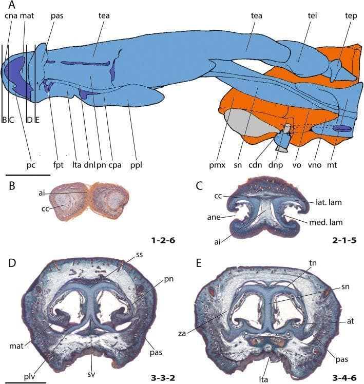 This medical anatomical diagram and series of histological cross-sections illustrate the comparative anatomy and developmental morphology of the cartilaginous nasal capsule. Figure A provides a lateral schematic view where cartilage is color-coded in blue, bone in orange, and soft tissue in gray, depicting key structures such as the cupula nasi anterior (cna), tectum nasi (tea, tei, tep), and the vomeronasal organ (vno). Figures B through E present corresponding histological transverse sections. Section B shows the anterior wall of the cartilago cupularis (cc) and the area internarica (ai). Section C identifies the lateral (lat. lam) and medial (med. lam) laminae surrounding the apertura nasi externa (ane). Section D details the region posterior to the fenestra narina, highlighting the marginoturbinale (mat), paries nasi (pn), and sulcus supraseptalis (ss). Section E demonstrates the anterior margin of the zona annularis (za), featuring the tectum nasi (tn), septum nasi (sn), atrioturbinale (at), and lamina transversalis anterior (lta). These visuals are essential for understanding the embryological development and structural complexity of the mammalian chondrocranium and respiratory intake architecture.