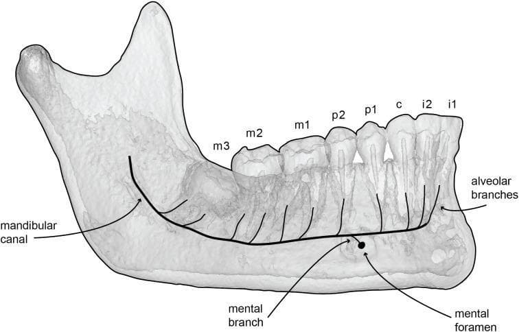This anatomical diagram features a semi-transparent 3D reconstruction of a human mandible, illustrating the internal neurovascular pathways. The diagram highlights the mandibular canal as a bold black line originating at the ramus and traversing the body of the mandible toward the symphysis. Key neural pathways are depicted through branching patterns: alveolar branches ascend dorsally from the main canal to innervate the roots of the dentition, while a mental branch is shown exiting the bone via the mental foramen. The dental arrangement is labeled from posterior to anterior, identifying the third molar (m3), second molar (m2), first molar (m1), second premolar (p2), first premolar (p1), canine (c), second incisor (i2), and first incisor (i1). This visual aids in understanding the spatial relationship between the inferior alveolar nerve, the mandibular cortical bone, and the alveolar processes, which is critical for dental surgery, anesthesia, and implantology.