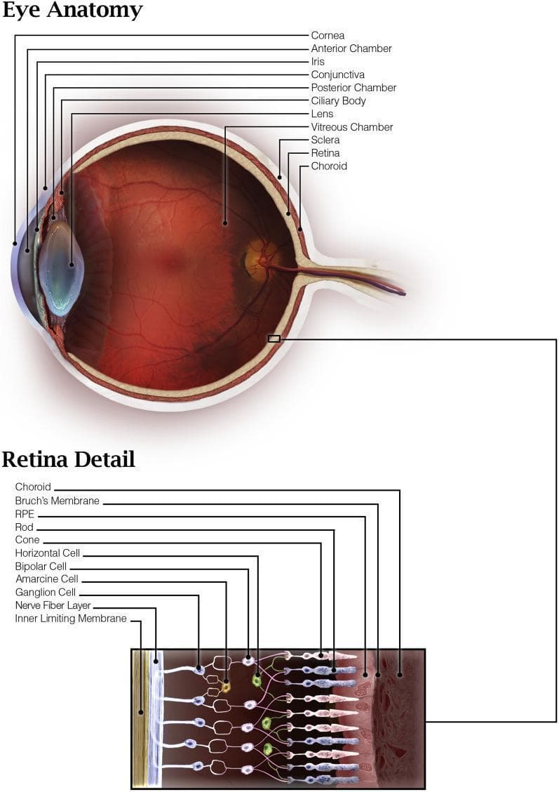 This medical illustration presents a detailed anatomical overview of the human eye, featuring a primary cross-sectional diagram and a magnified 'Retina Detail' inset. The main diagram identifies key anterior structures including the cornea, anterior chamber, iris, and lens, alongside the posterior vitreous chamber. The globe's wall is depicted in three distinct layers: the outer sclera, the vascular choroid, and the inner light-sensitive retina. The optic nerve is visible at the posterior pole. The lower 'Retina Detail' inset provides a high-resolution view of retinal microanatomy, illustrating the stratified organization from the outer choroid and Bruch's membrane to the inner limiting membrane. This section highlights the sequence of retinal pigment epithelium (RPE), photoreceptors (rods and cones), and the complex neural network involving horizontal, bipolar, amacrine, and ganglion cells. The nerve fiber layer is shown as the innermost cellular component, conveying signals toward the optic nerve. This illustration serves as an educational resource for understanding ocular histology and the blood-retinal barrier.