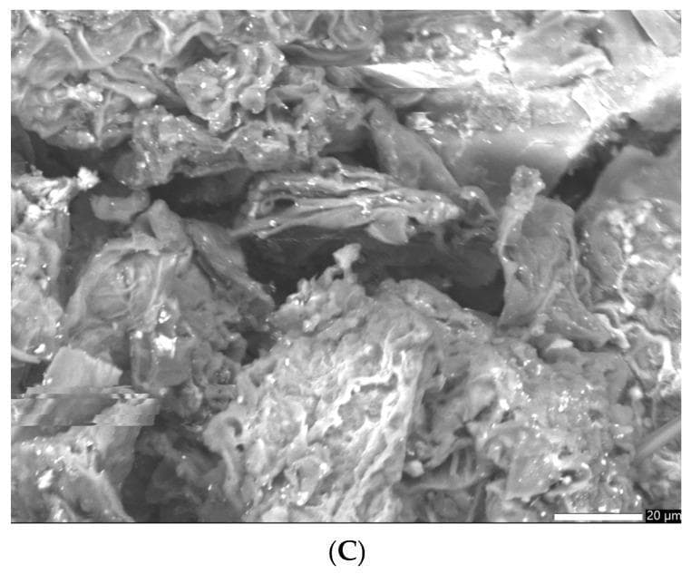 This Scanning Electron Microscopy (SEM) image displays the morphological structure of a GC-AuNPs carrier system, a pharmaceutical delivery platform composed of gold nanoparticles (AuNPs) integrated with Greater Celandine (Chelidonium majus) phytochemicals. At a magnification including a 20 µm scale bar, the image reveals a complex, heterogeneous topography. The carrier system is characterized by a fibrous organic network originating from the plant material, which exhibits irregular shapes and a porous, rough surface texture. Within these large pores and across the fibrous strands, spherical gold nanoparticles and their small clusters (average size ~17 nm) are distributed. The educational focus of this diagnostic image is to demonstrate the successful loading of metallic nanoparticles into a botanical carrier system, highlighting the bonding between phytochemical bioactive compounds and the gold surfaces. This morphology is critical for clinical pharmacology, as the high surface area and porous structure influence the dissolution rates and the release profile of therapeutic alkaloids used for antimicrobial and anti-inflammatory applications.