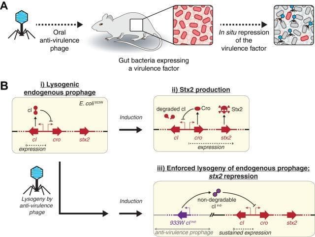 Educational diagram illustrating an anti-virulence phage strategy to neutralize Shiga toxin (Stx2) production in E. coli 933W. Panel A depicts a mouse model receiving oral anti-virulence phages that target gut bacteria, resulting in the in situ repression of virulence factors without killing the bacterial host. Panel B shows the molecular mechanism across three states: (i) Normal lysogeny where the cI repressor protein prevents expression of cro and stx2 genes. (ii) Induction leading to cI degradation, triggering the expression of Cro and the virulence factor Stx2 (indicated by a skull-and-crossbones icon). (iii) Engineered enforced lysogeny where an anti-virulence prophage delivers a non-degradable cI variant (cI ind-). This engineered repressor constitutively inhibits cro and stx2 expression even under inducing conditions, effectively neutralizing toxin production. This represents a precision microbiology approach to treating enteric infections by modifying bacterial function rather than employing traditional bacteriolytic or antibiotic methods.