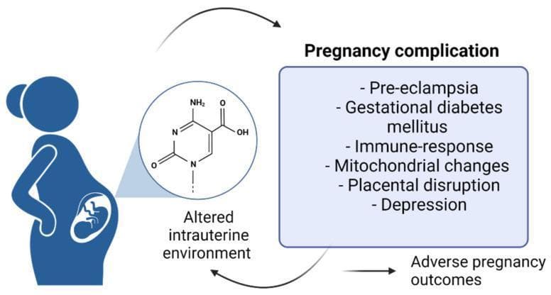 A pathophysiology diagram illustrating the relationship between molecular changes in gestation and clinical complications. On the left, a silhouette of a pregnant woman contains a circular inset magnification of the 'Altered intrauterine environment.' This inset displays a chemical structure (cytosine-like pyrimidine ring with nitrogen, oxygen, and hydrogen atoms), suggesting epigenetic or metabolic modifications at the molecular level. A bidirectional arrow system connects this environment to a primary box titled 'Pregnancy complication.' The list of complications includes pre-eclampsia, gestational diabetes mellitus, immune-response alterations, mitochondrial changes, placental disruption, and depression. A final arrow leads from these complications toward 'Adverse pregnancy outcomes,' which then feeds back into the intrauterine environment loop. The diagram serves as an educational summary of how maternal-fetal health is influenced by biochemical signaling pathways and physiological stressors, highlighting the cyclic nature of obstetric pathology.