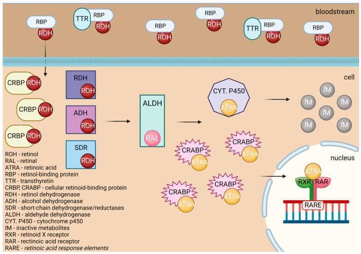 A pathophysiology diagram illustrating the metabolic pathway and cellular signaling of Vitamin A. The diagram is divided into three compartments: the bloodstream, the cytoplasm, and the nucleus. In the bloodstream, Retinol (ROH) is transported bound to Retinol-Binding Protein (RBP) and Transthyretin (TTR). Upon entering the cell, ROH binds to Cellular Retinol-Binding Protein (CRBP). It undergoes enzymatic oxidation via Retinol Dehydrogenase (RDH), Alcohol Dehydrogenase (ADH), or Short-chain Dehydrogenase/Reductases (SDR) to form Retinal (RAL). RAL is further oxidized by Aldehyde Dehydrogenase (ALDH) into All-Trans Retinoic Acid (ATRA). In the cytoplasm, ATRA binds to Cellular Retinoic Acid-Binding Protein (CRABP) or is catabolized by Cytochrome P450 into inactive metabolites (IM). Functionally, ATRA translocates to the nucleus where it binds to Retinoid X Receptor (RXR) and Retinoic Acid Receptor (RAR) complexes. This heterodimer binds to Retinoic Acid Response Elements (RARE) on DNA to regulate gene expression. The diagram uses standard abbreviations and includes a comprehensive legend for enzymes and transport proteins.
