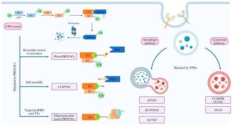 A scientific infographic illustrating Targeted Protein Degradation (TPD) pathways, organized into three functional domains. The left section details the Ubiquitin-Proteasome System (UPS), showing the enzymatic cascade of E1, E2, and E3 ligases facilitating polyubiquitination (Ub) and subsequent proteasomal degradation of substrate proteins. Below this, different PROTAC (Proteolysis-Targeting Chimera) strategies are highlighted, including PhotoPROTACs for light-reversible activation, CLIPTACs for intracellular self-assembly, and Oligonucleotide-based PROTACs for targeting RNA-binding proteins (RBPs) and transcription factors (TFs). The right section illustrates non-proteasomal degradation pathways hijacked by TPDs. The Autophagy pathway demonstrates a double-membrane autophagosome engulfing cellular components and fusing with a lysosome (related to ATTEC, AUTOTAC, and AUTAC technologies). The Lysosomal pathway depicts receptor-mediated endocytosis at the plasma membrane and subsequent lysosomal degradation (related to LYTAC, CI-M6PR, and IFLD technologies). This diagram serves as an educational summary of how synthetic molecules can redirect various cellular waste management systems to degrade specific proteins of interest (POI).