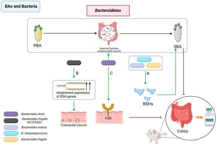 A medical pathophysiology diagram illustrating the complex interactions between Bacteroidetes species, bile acid metabolism, and intestinal health. The central pathway shows primary bile acids (PBA) being converted to secondary bile acids (SBA) by intestinal bacteria exhibiting bile salt hydrolase (BSH) activity. The diagram is divided into three functional pathways. Pathway A depicts Bacteroides ovatus, B. thetaiotaomicron, and B. fragilis producing BSH enzymes that facilitate SBA production, which subsequently inhibits colitis (modeled by DSS induction). Pathway B shows Bacteroides fragilis NCTC9343 triggering heightened BSH gene expression, which correlates with the development of Colorectal Cancer, characterized by visible cellular dysplasia. Pathway C illustrates Bacteroides dorei modulating the FXR (Farnesoid X Receptor) signaling pathway on the intestinal epithelium to alleviate experimental colitis. The diagram utilizes a rodent model (mouse) to contextualize these microbiome-host interactions, emphasizing the dual role of Bacteroidetes in promoting either anti-inflammatory outcomes or oncogenesis depending on specific strains and gene expression profiles.