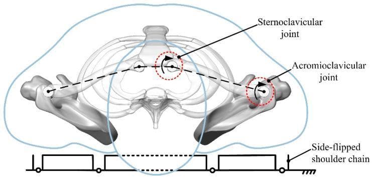 This anatomical and kinematic diagram depicts an equivalent kinematic model of the human shoulder and upper torso in a supine position, likely for rehabilitation robotics or biomechanical modeling. The visual includes a simplified skeletal rendering showing the rib cage, sternum, bilateral clavicles, and scapulae. Key anatomical landmarks are highlighted with red circular dashed lines and arrows to indicate rotational degrees of freedom: the sternoclavicular joint (connecting the clavicle to the sternum) and the acromioclavicular joint (connecting the clavicle to the scapula). Superimposed on the anatomy is a dashed line representing the functional linkage of the shoulder girdle. At the base, a schematic 'Side-flipped shoulder chain' is illustrated as a mechanical linkage system with revolute joints and grounded segments, representing a rehabilitation mechanism's interaction with the body. This diagram is used to analyze natural rollover motion trajectories and design assistive devices for physical therapy or patient positioning.