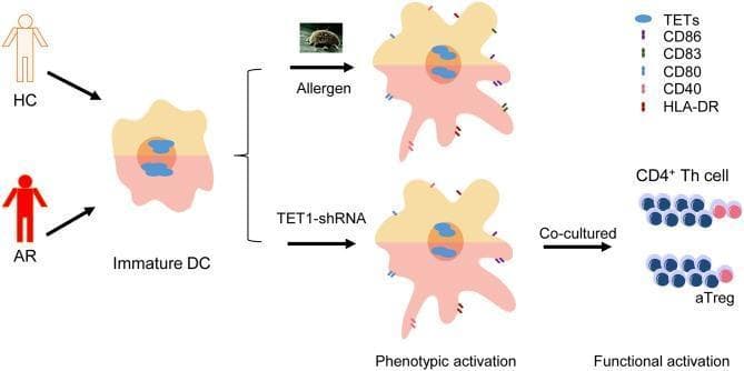 A pathophysiology diagram illustrating the signaling pathway and functional activation of dendritic cells (DCs) in Allergic Rhinitis (AR) compared to Healthy Controls (HC). The visual workflow begins with an immature DC, containing Ten-eleven translocation (TET) enzymes in the nucleus. Two experimental pathways for phenotypic activation are shown: allergen challenge (depicting a dust mite icon) and TET1-shRNA treatment. Both interventions result in the maturation of the DC, characterized by increased surface expression of costimulatory molecules including CD80, CD83, CD86, CD40, and HLA-DR. The final stage demonstrates functional activation through the co-culture of these activated DCs with CD4+ Th cells. The diagram highlights that these interactions lead to the differentiation of CD4+ T cell subsets, specifically showing the modulation of activated T regulatory cells (aTreg) and the persistent presence of TETs. This infographic summarizes how the loss or inhibition of TET1 in atopic DCs mimics allergen-induced maturation and influences subsequent T-cell mediated immune responses.