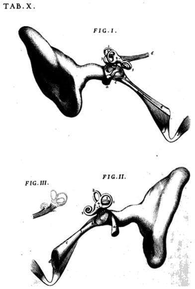 This historical anatomical illustration, titled 'Tab. X', features three figures (Fig. I, II, and III) originally drawn by Antonio Maria Valsalva in 1717, detailing the anatomy of the human ear and Eustachian tube.
Fig. I and Fig. II provide lateral orientations of the middle ear and inner ear structures connected to the pharyngeal orifice. The drawings clearly depict the tympanic cavity, the ossicular chain (malleus, incus, and stapes), and the labyrinth system including the semicircular canals and cochlea. A prominent feature is the Eustachian tube (auditory tube), shown as a narrow duct extending from the middle ear toward a wider, flared opening representing its nasopharyngeal termination. Fig. II presents a similar view to Fig. I but is inverted, likely to demonstrate the anatomical relationship from an alternative perspective.
Fig. III provides a detailed, isolated view of the inner ear structures, specifically focusing on the semicircular canals and the vestibulocochlear nerve connection. This plate serves as a primary source of 18th-century otolaryngology, illustrating the essential connection between the nasopharynx and the middle ear for pressure equalization.