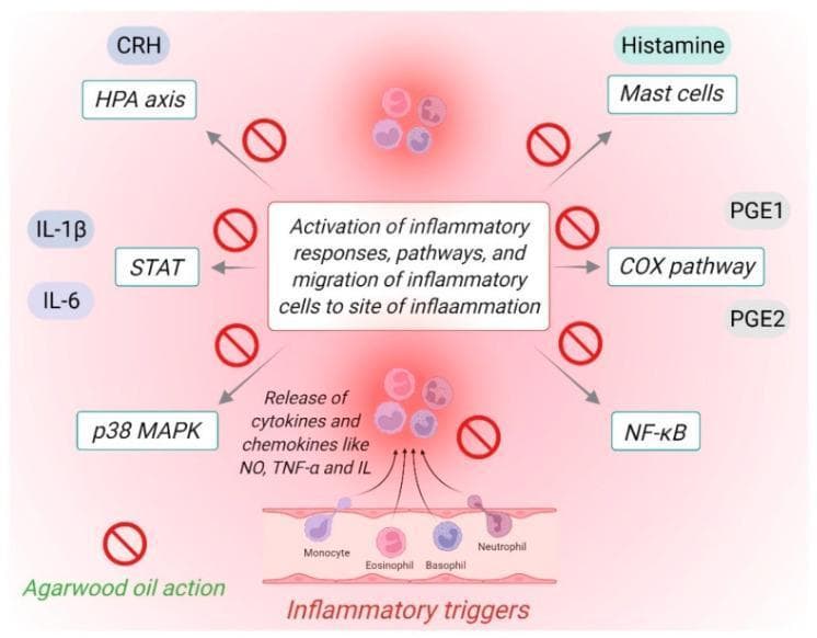 A pathophysiology diagram illustrating the multi-target anti-inflammatory mechanisms of agarwood oil. The flow begins with 'Inflammatory triggers' acting on blood vessels, leading to the recruitment and activation of monocytes, eosinophils, basophils, and neutrophils. This process initiates a cascade involving the release of pro-inflammatory cytokines and chemokines, specifically Nitric Oxide (NO), TNF-α, and various Interleukins (IL). The central node describes the 'Activation of inflammatory responses, pathways, and migration of inflammatory cells to the site of inflammation.' Radiating from this center are various signaling pathways and mediators targeted for inhibition, including the CRH/HPA axis, IL-1β/IL-6 via STAT pathways, p38 MAPK, Histamine release from Mast cells, the COX pathway involving PGE1 and PGE2, and the NF-κB transcription factor. 'Agarwood oil action' is visually represented by red 'prohibition' icons superimposed on arrows leading to these specific mediators and signaling pathways, indicating its therapeutic potential to interrupt the systemic and cellular inflammatory response across multiple biological axes.