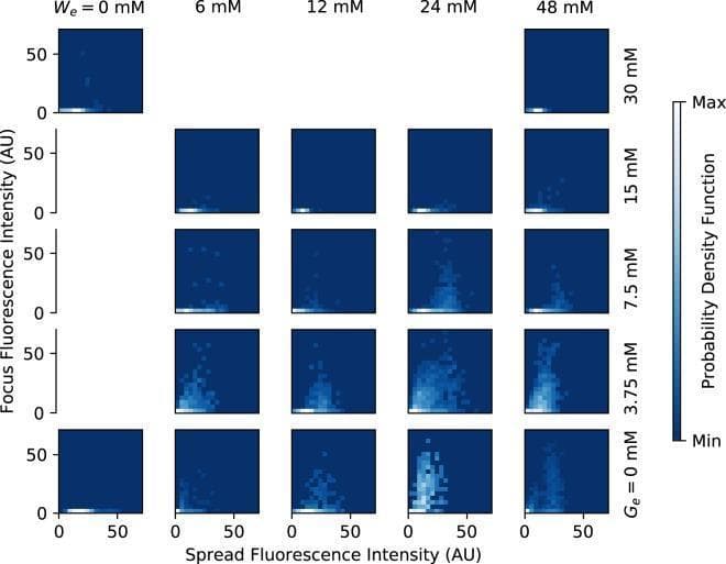 A medical research graphic presenting a grid of 2D probability density function (PDF) plots that illustrate the expression of the tna operon in Escherichia coli. The plots compare single-cell fluorescence patterns across varying environmental conditions: tryptophan concentration (We: 0 to 48 mM) along the horizontal axis and glucose concentration (Ge: 0 to 30 mM) along the vertical axis. Each individual plot displays 'Spread Fluorescence Intensity' (dispersed TnaA enzymes) on the x-axis and 'Focus Fluorescence Intensity' (inactive TnaA foci) on the y-axis, both measured in arbitrary units (0-50 AU). The probability density is represented by a blue-to-white color gradient, with lighter shades indicating higher density. The visualization demonstrates that higher tryptophan levels induce increased fluorescence (gene expression) and shifts in protein localization between dispersed and foci states, while increasing glucose concentrations suppress this induction via catabolite repression. This educational diagram is used to analyze post-translational regulation and phenotypic heterogeneity in bacterial populations.