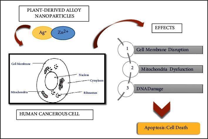 This pathophysiology diagram illustrates the mechanism of action of plant-derived silver (Ag+) and zinc (Zn2+) alloy nanoparticles on human cancerous cells. The flow chart begins with the bimetallic nanoparticles interacting with a depicted human cancerous cell containing labeled organelles, including the nucleus, mitochondria, ribosomes, cytoplasm, and cell membrane. The diagram delineates a three-step cascade of adverse effects: (1) Cell Membrane Disruption, (2) Mitochondria Dysfunction, and (3) DNA Damage. These interconnected cellular stressors lead to a final pathological outcome: Apoptosis (programmed cell death). The visual serves as an educational resource to explain the cytotoxic potential of green-synthesized nanotechnology in oncology, specifically demonstrating how metal-ion combinations induce intracellular damage and systemic cell death in malignant lines.