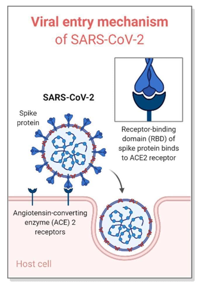 This pathophysiology diagram illustrates the viral entry mechanism of SARS-CoV-2 into a human host cell. The diagram identifies the primary structural components of the SARS-CoV-2 virion, including the lipid membrane envelope and the protruding Spike (S) proteins. A high-magnification inset focuses on the molecular interaction where the Receptor-Binding Domain (RBD) of the spike protein binds specifically to the Angiotensin-Converting Enzyme 2 (ACE2) receptor on the host cell membrane. The ACE2 receptors are depicted as Y-shaped transmembrane proteins embedded in the host cell surface (epithelial lining). The schematic further illustrates the dynamic process of viral penetration, showing the virion being internalized into the host cell via receptor-mediated endocytosis after successful binding. This visual material is designed for medical education regarding virology and infectious disease pathogenesis, specifically highlighting the key role of the S-protein-ACE2 axis in COVID-19 infection.