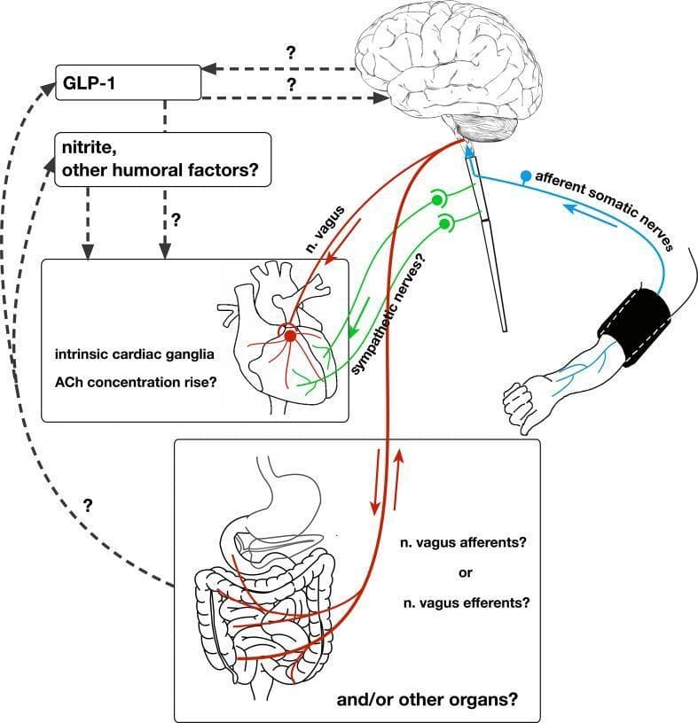This pathophysiology diagram illustrates the 'remote preconditioning reflex arc,' a complex neural and humoral pathway involved in remote ischemic preconditioning (RIPre). The diagram depicts a stimulus applied to an arm via a blood pressure cuff, which triggers afferent somatic nerves that project to the brain. Efferent signals are shown descending from the central nervous system via the vagus nerve (n. vagus) and sympathetic nerves to the heart and other visceral organs, specifically the intestine. Key cardiovascular features include the involvement of intrinsic cardiac ganglia and a potential rise in acetylcholine (ACh) concentration in the myocardium. The diagram highlights several scientific uncertainties using question marks, specifically regarding the role of sympathetic nerves, whether abdominal vagal fibers are afferent or efferent, and the origin of humoral factors like GLP-1 and nitrite. Humoral pathways are shown as dashed lines connecting systemic factors to the brain and heart, indicating a parallel mechanism of cardioprotection alongside the primary neural reflex arc.