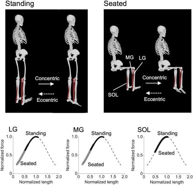 This musculoskeletal biomechanics diagram illustrates the physiological effects of standing versus seated calf-raise exercises on the triceps surae muscle group. The top section displays anatomical skeletal models performing the exercises: a 'Standing' model with knees at 0° extension and a 'Seated' model with knees flexed at 90°. Arrows indicate the concentric (plantarflexion) and eccentric (dorsiflexion) phases, with labels identifying the lateral gastrocnemius (LG), medial gastrocnemius (MG), and soleus (SOL) muscles. The bottom section presents three force-length curves correlating normalized force to normalized muscle length for the LG, MG, and SOL. The curves demonstrate that for the biarticular LG and MG, the standing position shifts the muscle operating range toward longer, more optimal muscle lengths compared to the seated position. In contrast, the monoarticular SOL shows nearly identical operating ranges in both positions. This content is intended for exercise physiology and sports medicine education to explain how joint positioning influences muscle recruitment and hypertrophic potential.