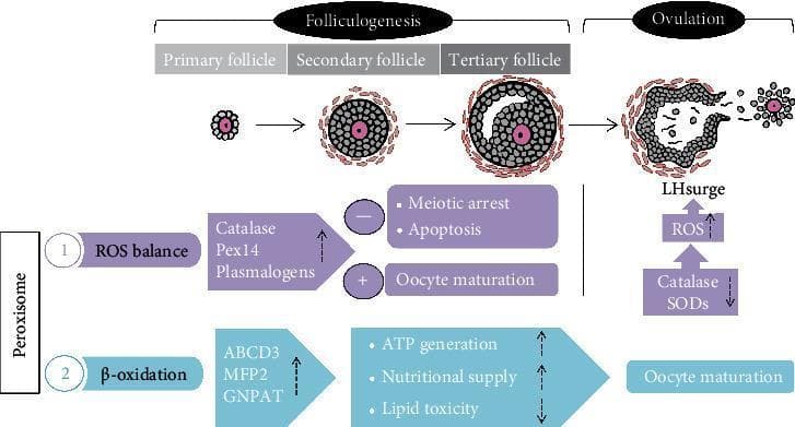 This pathophysiology diagram illustrates peroxisomal regulation during folliculogenesis and ovulation. The top sequence depicts morphological follicle progression from a primary follicle through a secondary follicle to a tertiary follicle (showing antrum formation), culminating in a preovulatory follicle and LH surge-triggered ovulation. The diagram outlines two primary peroxisomal pathways: 1) ROS balance, where upregulation of Catalase, Pex14, and plasmalogens promotes oocyte maturation while inhibiting meiotic arrest and apoptosis; and 2) β-oxidation, where upregulation of ABCD3, MFP2, and GNPAT increases ATP generation and nutritional supply while decreasing lipid toxicity to support oocyte maturation. During the ovulation phase, the schematic shows a shift characterized by the downregulation of Catalase and SODs, leading to an increase in Reactive Oxygen Species (ROS) levels. Key educational concepts include the role of peroxisomes in metabolic support, antioxidant defense, and the transition of oxidative states required for successful oocyte release.