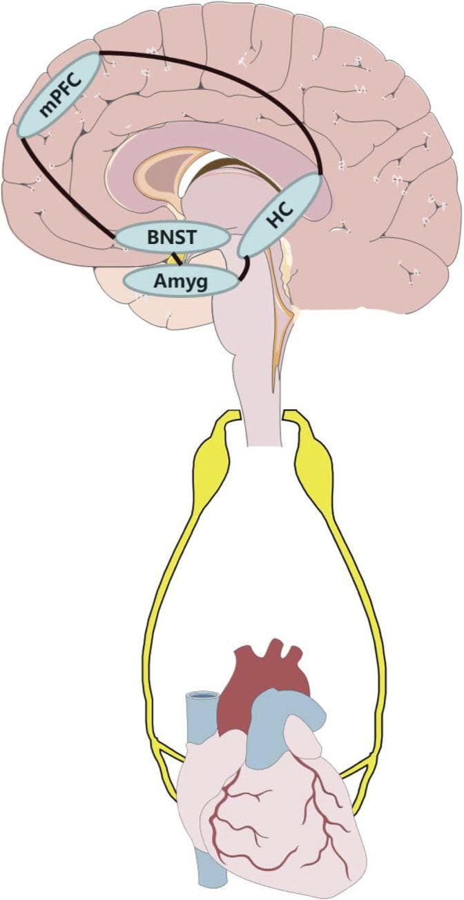 This pathophysiology diagram illustrates the neural circuit link between anxiety-related brain regions and the cardiovascular system via the autonomic nervous system. The upper portion shows a sagittal view of the human brain with highlighted limbic and cortical structures, including the medial prefrontal cortex (mPFC), hippocampus (HC), bed nucleus of the stria terminalis (BNST), and amygdala (Amyg). Interconnecting lines demonstrate the functional pathways between these nuclei, specifically highlighting the influence of the mPFC and amygdala on downstream autonomic regulation. Below the brainstem, two thick yellow pathways represent the autonomic efferent fibers (sympathetic and parasympathetic) descending to innervate the heart. The heart is depicted inferiorly with visible coronary vasculature and major vessels. This illustration is used in medical education to explain the psychosomatic connection between psychiatric disorders, such as anxiety, and cardiovascular disease (CVD) morbidity, highlighting how neural modulation of these circuits could impact heart health.