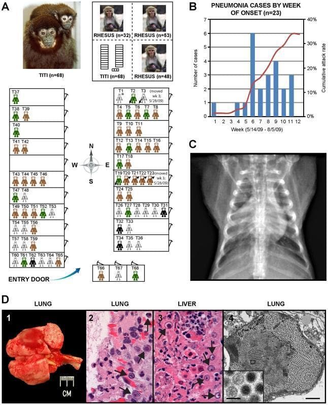This composite educational graphic illustrates the epidemiology and pathology of a Titi Monkey Adenovirus (TMAdV) outbreak. Panel A provides a clinical layout map of monkey cages, using color-coded symbols to track health status: at-risk (brown/green), affected survivors (black solid), and fatalities (skeleton icons). Arrows indicate animal movement during the outbreak. Panel B shows an epidemic curve of pneumonia cases over 12 weeks, tracking incidence and cumulative attack rate. Panel C displays an anteroposterior chest radiograph of an affected subject, revealing bilateral basilar infiltrates and right middle lobe consolidation. Panel D details multi-scale pathological findings: D1 shows gross necropsy of lungs with focal hemorrhage and failure to collapse; D2 and D3 are H&E stained photomicrographs of lung and liver tissue, respectively, demonstrating necrotizing inflammation and characteristic basophilic intranuclear inclusion bodies (arrows); D4 is a transmission electron micrograph (TEM) showing a lung alveolus packed with viral particles. An inset in D4 confirms icosahedral adenoviral morphology at high magnification.