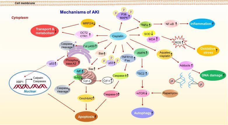A comprehensive pathophysiology diagram detailing the molecular mechanisms of cisplatin-induced acute kidney injury (AKI) within a renal tubular cell. The schematic illustrates six primary pathological processes: Transport and Metabolism, Inflammation, Oxidative Stress, DNA Damage, Apoptosis, and Autophagy. Key entry points include cisplatin uptake via OCT2 and CTR1 transporters and its metabolic conversion to aquated cisplatin, which leads to DNA adduct formation. The inflammatory pathway shows activation of P38 MAPK, TNF-alpha, and NF-kB. Oxidative stress is represented by increased MDA and ROS alongside decreased SOD levels. Apoptosis is depicted through multiple pathways: intrinsic mitochondrial damage (Bax activation, Cytochrome c release), extrinsic signaling (TNFR1/2, Caspase-8), and nuclear damage involving p53 and XBP1. Autophagy is shown as being mediated by the AMPK/TSC2/mTOR pathway, influenced by Rapamycin. The diagram uses arrows to indicate stimulatory or inhibitory relationships and up/down icons to signify the relative change in protein expression or process activity, providing a detailed map of drug-induced nephrotoxicity.