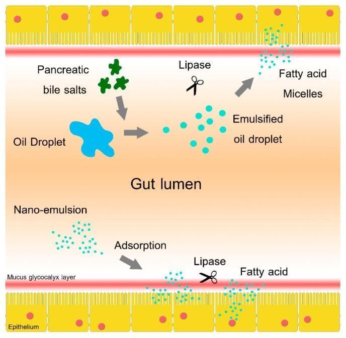 A pathophysiology diagram illustrating two comparative mechanisms of lipid digestion and absorption within the gut lumen. The diagram is bounded by an epithelial layer (yellow columnar cells with red nuclei and microvilli) and a red mucus glycocalyx layer. The upper pathway depicts conventional dietary oil absorption: a large, irregular blue oil droplet is emulsified by green pancreatic bile salts into smaller, uniform turquoise droplets. Lipase (represented by a scissor icon) then acts on these droplets in the central lumen to form fatty acid micelles, which migrate toward the epithelium. The lower pathway depicts a self-emulsified dietary oil mechanism: a nano-emulsion of small turquoise droplets undergoes direct adsorption onto the mucus glycocalyx layer. Lipase activity occurs locally at the glycocalyx-epithelium interface, resulting in the direct release and absorption of free fatty acids. This visual compares standard luminal digestion versus localized adsorption-enhanced bioavailability, focusing on the roles of bile salts, lipase location, and the unstirred mucus layer in nutrient translocation.