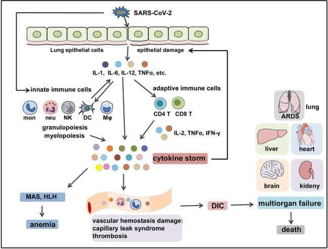 A pathophysiology diagram illustrating the immunopathological cascade of COVID-19 Cytokine Storm (COVID-CS). The process begins with SARS-CoV-2 infecting lung epithelial cells, leading to epithelial damage and the release of pro-inflammatory cytokines (IL-1, IL-6, IL-12, TNFα). This triggers a crosstalk between the innate immune system (monocytes, neutrophils, NK cells, dendritic cells, and macrophages) and adaptive immune system (CD4+ and CD8+ T cells), inducing emergency granulopoiesis and myelopoiesis. The resulting sustained hyperinflammation, labeled as a 'cytokine storm' (comprising IL-2, TNFα, IFN-γ), creates a positive feedback loop of further epithelial damage. Systemic effects shown include Macrophage Activation Syndrome (MAS), Hemophagocytic Lymphohistiocytosis (HLH), and anemia. Vascular hemostasis damage is depicted leading to capillary leak syndrome, thrombosis, and Disseminated Intravascular Coagulation (DIC). The diagram culminates in clinical manifestations including Acute Respiratory Distress Syndrome (ARDS) and multiorgan failure involving the lung, liver, heart, brain, and kidney, eventually leading to death.