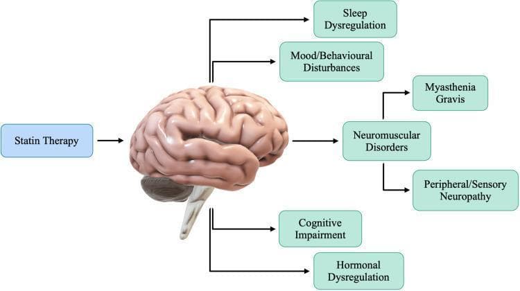 This medical illustration functions as a pathophysiology diagram mapping the proposed neurological adverse effects associated with statin therapy. Centered in the diagram is a stylized 3D model of a human brain. To the left, a blue box labeled 'Statin Therapy' points an arrow toward the brain, signifying pharmacological influence. From the brain, five branching pathways lead to green boxes representing specific clinical manifestations: Sleep Dysregulation, Mood/Behavioural Disturbances, Neuromuscular Disorders, Cognitive Impairment, and Hormonal Dysregulation. The Neuromuscular Disorders node further branches into two specific clinical entities: Myasthenia Gravis and Peripheral/Sensory Neuropathy. This diagram serves as an educational summary of how HMG-CoA reductase inhibitors may impact the central and peripheral nervous systems, intended for medical students and clinicians studying pharmacovigilance and drug side-effect profiles in lipid management.
