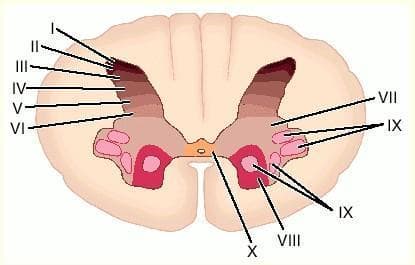 This medical anatomical diagram illustrates a cross-section of the human spinal cord at the cervical level (C7), specifically detailing the Rexed laminae within the gray matter. The image depicts the characteristic butterfly-shaped internal gray matter surrounded by peripheral white matter. The gray matter is partitioned into ten distinct functional layers labeled with Roman numerals I through X. Laminae I to VI are situated in the dorsal (posterior) horn, associated with sensory processing, and are shown with color gradients from dark to light. Laminae VII through IX are located in the ventral (anterior) horn and intermediate zone, representing motor and autonomic functions; lamina IX specifically identifies clusters of motor neurons. Lamina X is located centrally, surrounding the central canal. This diagram serves as a key educational resource for neuroanatomy and pain physiology, demonstrating the organized cytoarchitectonic distribution of neurons within the spinal cord.
