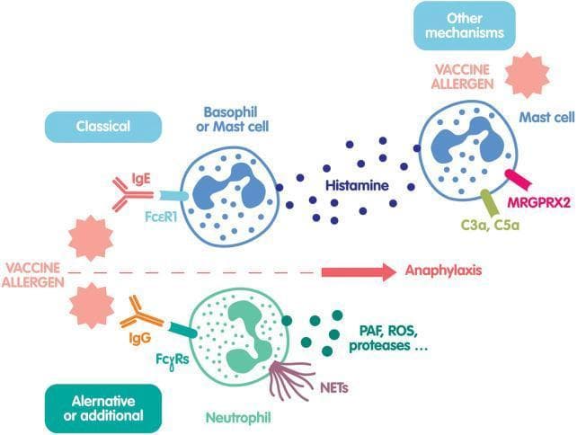 This pathophysiology diagram illustrates three main mechanisms of vaccine-induced anaphylaxis. The 'Classical' pathway (top left) depicts a Vaccine Allergen cross-linking IgE antibodies bound to FcεR1 receptors on a Basophil or Mast cell, triggering degranulation and the release of Histamine. The 'Alternative or additional' pathway (bottom) shows the Vaccine Allergen interacting with IgG antibodies bound to FcγRs on a Neutrophil, resulting in the release of PAF (Platelet-Activating Factor), ROS (Reactive Oxygen Species), proteases, and the formation of NETs (Neutrophil Extracellular Traps). The third section, 'Other mechanisms' (top right), describes non-IgE-mediated Mast cell activation through complement components C3a and C5a receptors, or direct activation of the MRGPRX2 receptor by the vaccine allergen, also leading to histamine release. All three pathways converge on a central axis culminating in Anaphylaxis. The diagram is designed for clinical immunology education, highlighting the diverse cellular and molecular drivers of hypersensitivity reactions.
