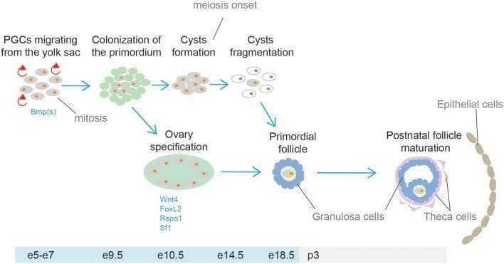 This medical schematic illustrates the developmental stages of the human ovary and oogenesis, from embryonic migration to postnatal maturation. The timeline begins with primordial germ cells (PGCs) migrating from the yolk sac (e5-e7), influenced by Bmp signaling and undergoing mitosis. By e9.5, these cells colonize the gonadal primordium, followed by ovary specification (e10.5) involving key transcription factors and signaling molecules like Wnt4, FoxL2, Rspo1, and Sf1. The diagram highlights the formation of germ cell cysts through incomplete cytokinesis and the subsequent onset of meiosis at e14.5. Following cyst fragmentation, the development of primordial follicles is shown around e18.5, characterized by a single oocyte surrounded by pre-granulosa cells. The final stage depicted is postnatal follicle maturation (p3), showing the structural organization of an antral follicle with defined layers of granulosa cells and theca cells, situated near the ovarian epithelial cells. This illustration is an educational resource for embryology and reproductive biology.